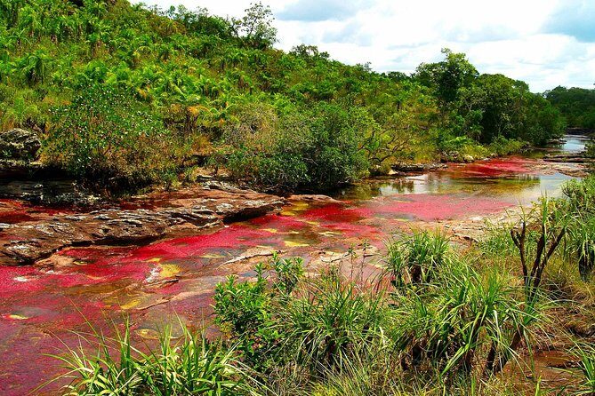 3-Day Caño Cristales (Rainbow River) from Bogotá - Day 2 Ends With Joropo Music and Dance Lessons