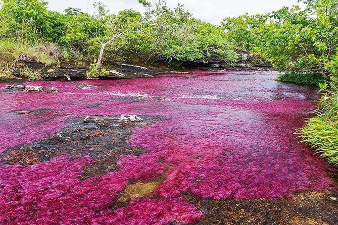 3-Day Caño Cristales (Rainbow River) from Bogotá - Price and Value: What $1,075 Covers (And Where It Can Feel Too Much)