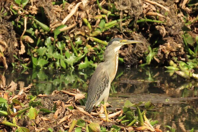 Bird watching in Bogota wetlands with Bakata Bird - Why Bogotá Wetlands Make Birding Feel Personal