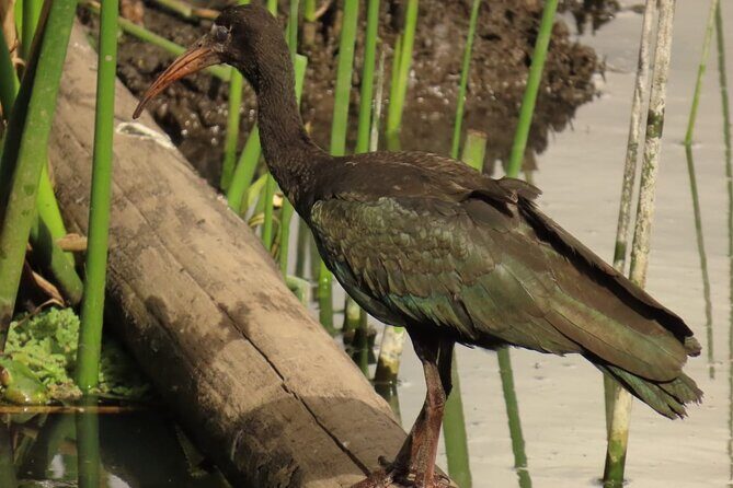 Bird watching in Bogota wetlands with Bakata Bird - Stop 2: Camino al Parque de La Florida for Lakeside Walking
