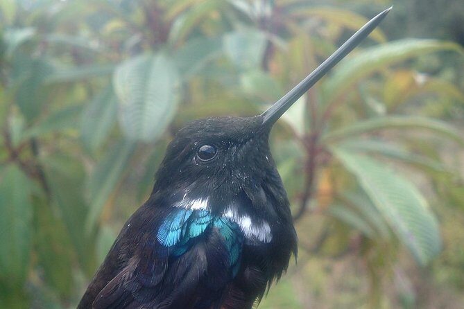 Birding & Nature to Chicaque Cloud Forest Nature Reserve - Key Points to Know Before You Go