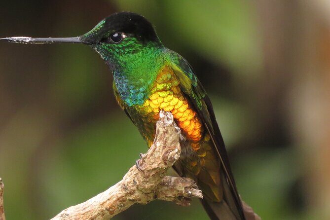 Birding & Nature to Chicaque Cloud Forest Nature Reserve - Why the 5:30 am start matters for birding in Chicaque