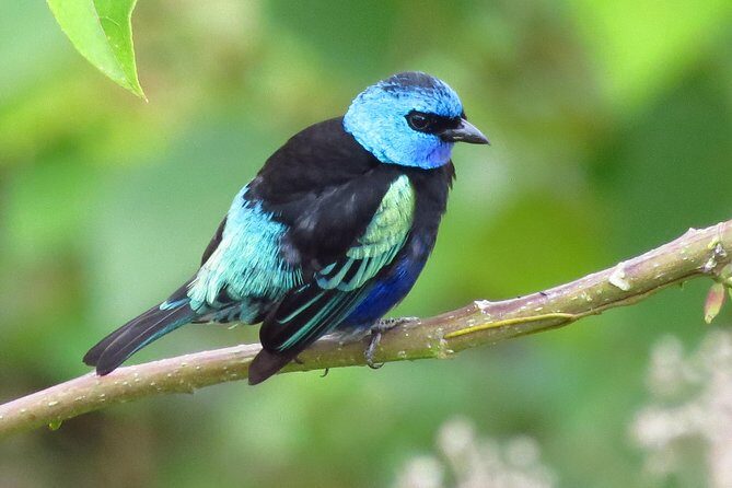 Birding & Nature to Chicaque Cloud Forest Nature Reserve - The meals are part of the plan, not an afterthought