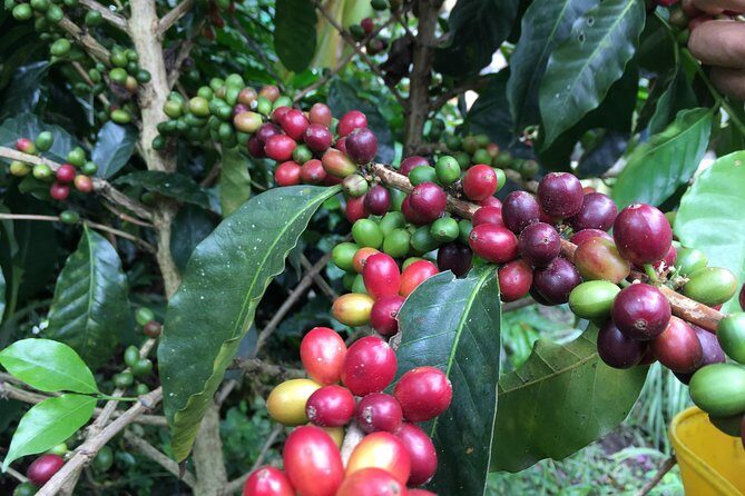 Birds & Beans Traditional Coffee Tour - Stop 1 in Silvania: see coffee buying happen in real time