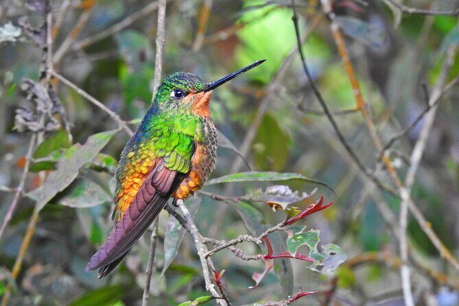 Birdwatching at Monserrate Bogotá 4H - Key Highlights You’ll Care About