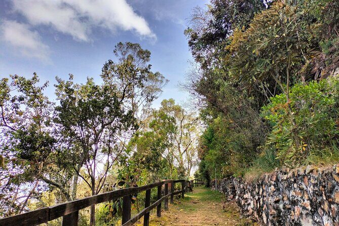 Birdwatching at Monserrate Bogotá 4H - Mount Monserrate Trail: 3 Hours of Feeder-to-Forest Birding