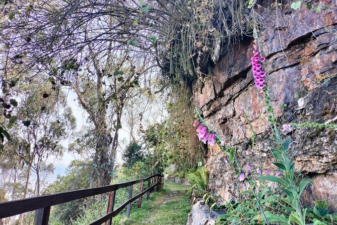 Birdwatching at Monserrate Bogotá 4H - The 4-Hour Rhythm: Pickup, Drive, and Morning Bird Time