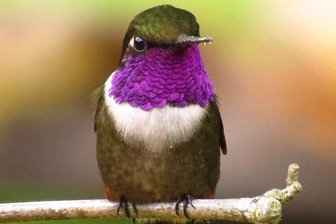 Birdwatching day in Chingaza and Observatorio de Colibries - Key highlights you’ll care about