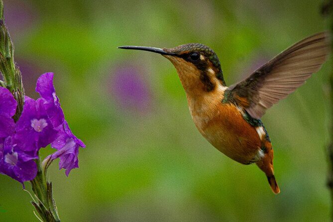 Birdwatching day in Chingaza and Observatorio de Colibries - A 5:00 am start for Chingaza endemics near Bogotá