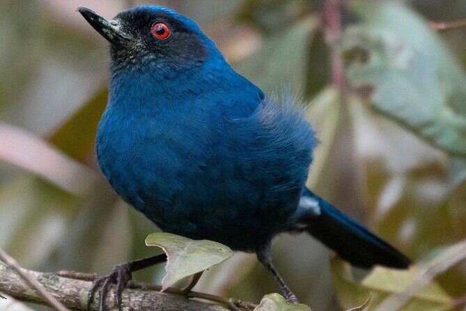 Birdwatching day in Chingaza and Observatorio de Colibries - The hummingbird lineup that turns Chingaza into a birding magnet
