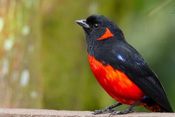 Birdwatching day in Chingaza and Observatorio de Colibries - Price and value: what $500 includes (and why it matters)