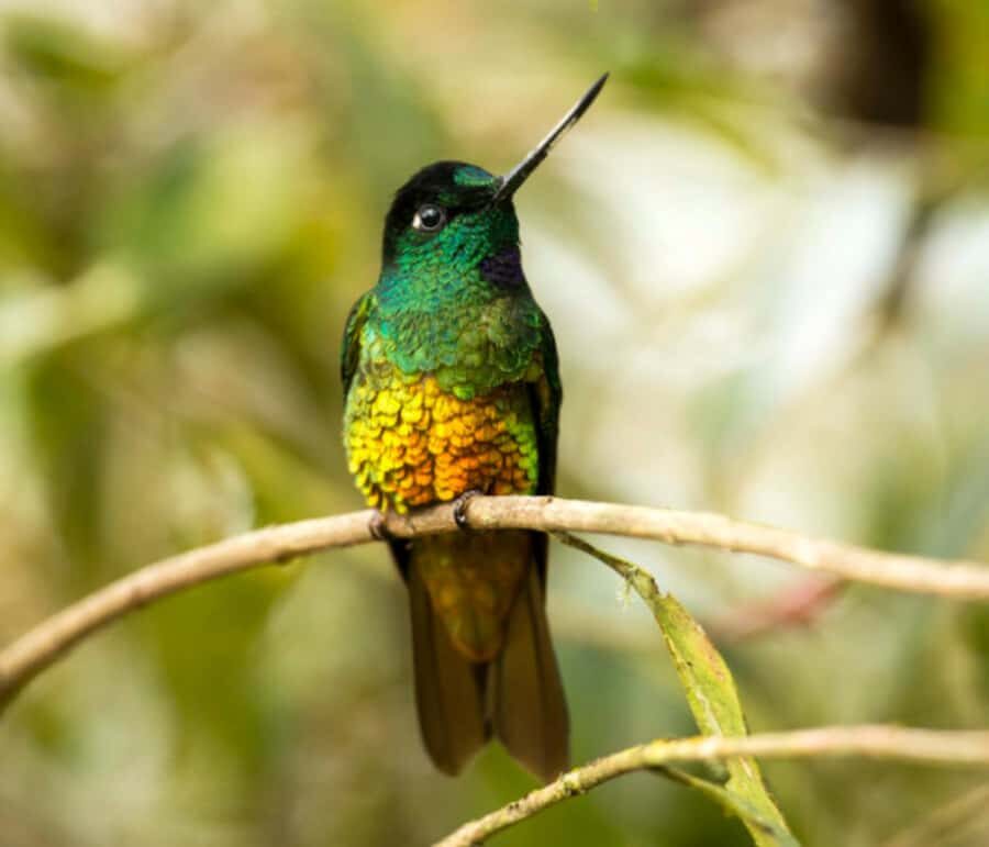 Birdwatching Day Tour at Chicaque Natural Park - Key things I’d bank on before you book