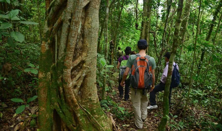 Birdwatching Day Tour at Chicaque Natural Park - The Bogotá to Chicaque drive: how pickup changes the day