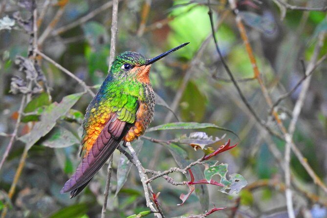 Birdwatching Private Tour at Chicaque Natural Park with Lunch - Chicaque near Bogotá: why this bird trip works as a day out