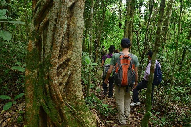 Birdwatching Private Tour at Chicaque Natural Park with Lunch - Who this tour suits best (and who should consider another option)