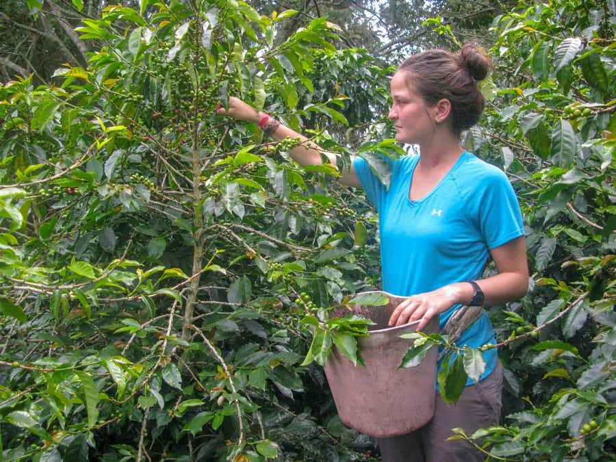 Bogotá: Guided Coffee Tour with Lunch, and Pickup & Drop-Off - A Coffee Day Trip That Feels Like the Plantation, Not a Show
