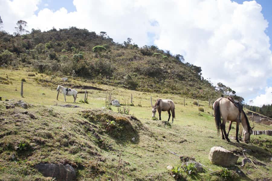 Bogota: Horseback Riding Tour - Route and Climb: From Rural Ranch to High Views