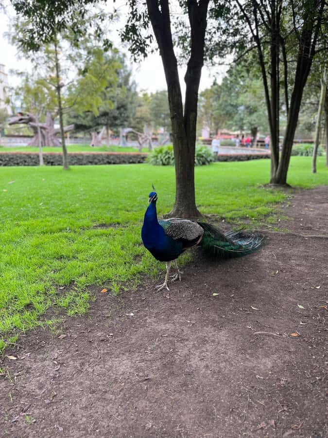 BOGOTA: Tour of Jaime Duque Park, Zoo, and Aerospace Museum - Who should book this Jaime Duque Park tour