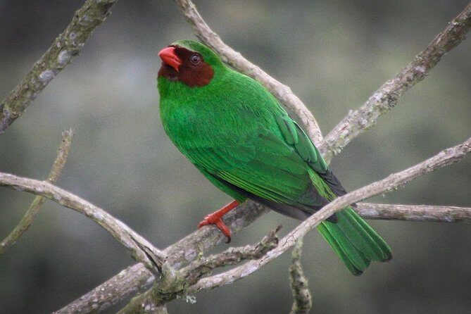 Chicaque Cloud Forest Birding & Birdwatching - Half day - Chicaque birding: why this cloud forest works so well