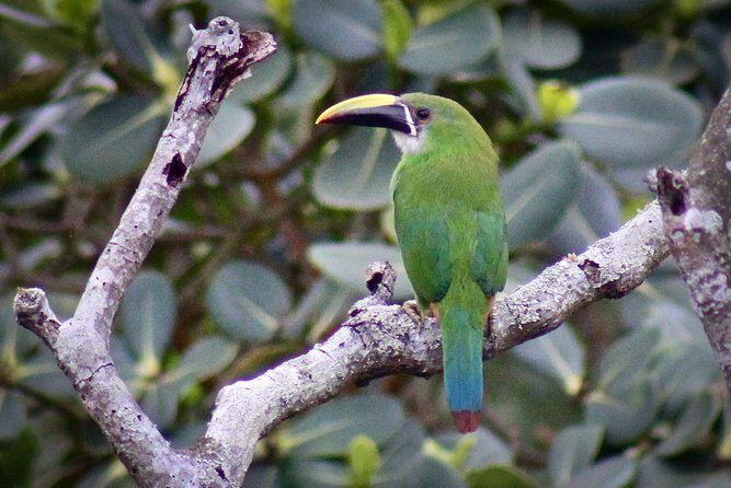 Chicaque Cloud Forest Birding & Birdwatching - Half day - What you might see: realistic species counts and standout birds