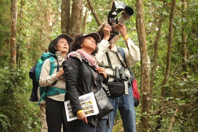 Chicaque Cloud Forest Birding & Birdwatching - Half day - Food breaks and feeders: why the park restaurant matters