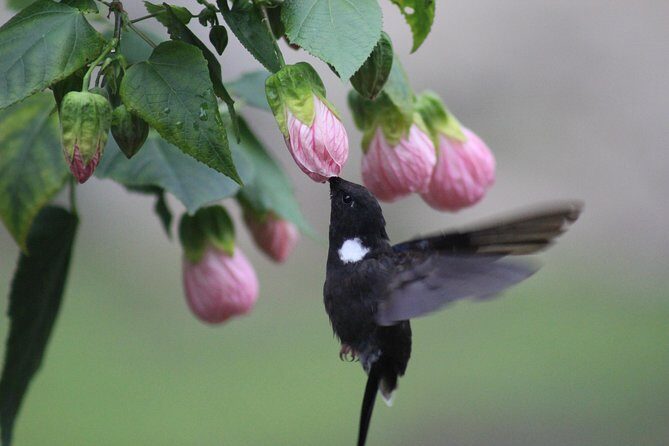 Chicaque Cloud Forest Birding & Birdwatching - Half day - Timing, travel time, and weather: the Bogotá-to-Chicaque reality check