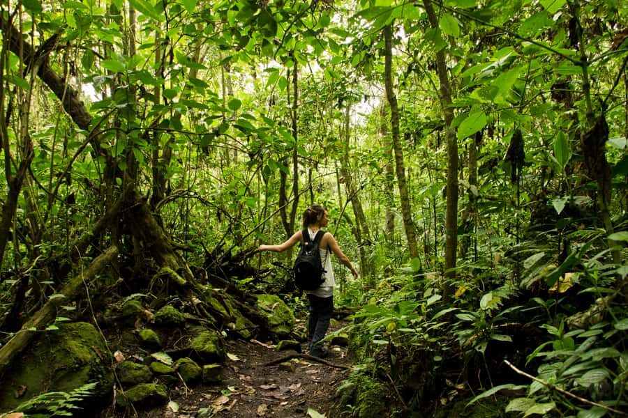 Chicaque Full-Day Trip from Bogotá - What you’ll see in Chicaque: birds, streams, oak forest, and viewpoints