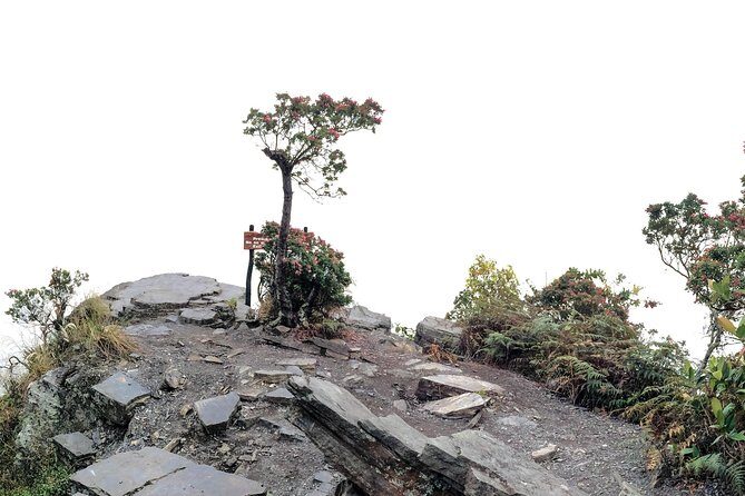 Chicaque National Park - Wildlife and Birding: What You Can Actually Hope to See