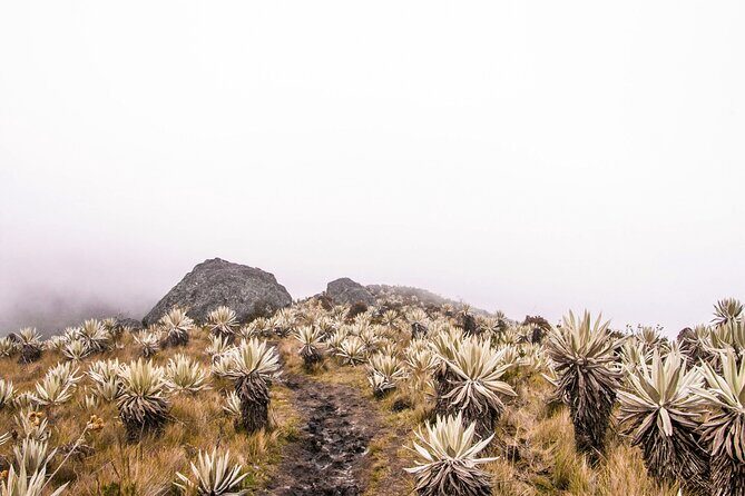 Chingaza National Park Day Tour from Bogotá: Andean Wilderness - What the Hike Feels Like: Moderate Fitness, Cold Weather, Mud Possible