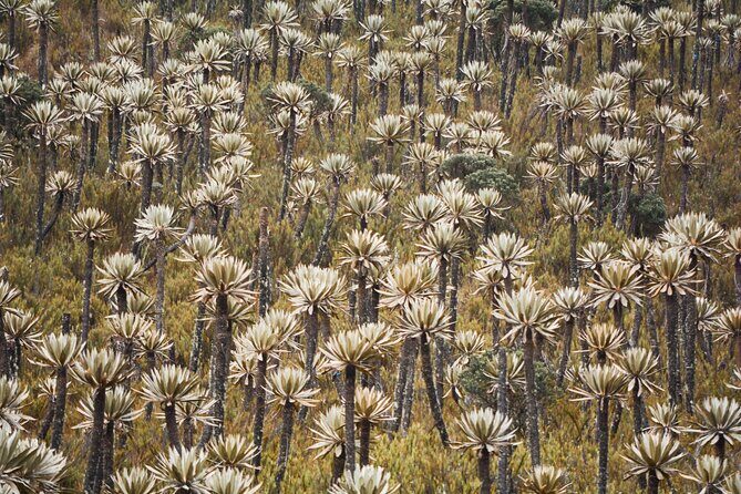 Chingaza National Park Day Tour from Bogotá: Andean Wilderness - Who This Chingaza Tour Fits Best