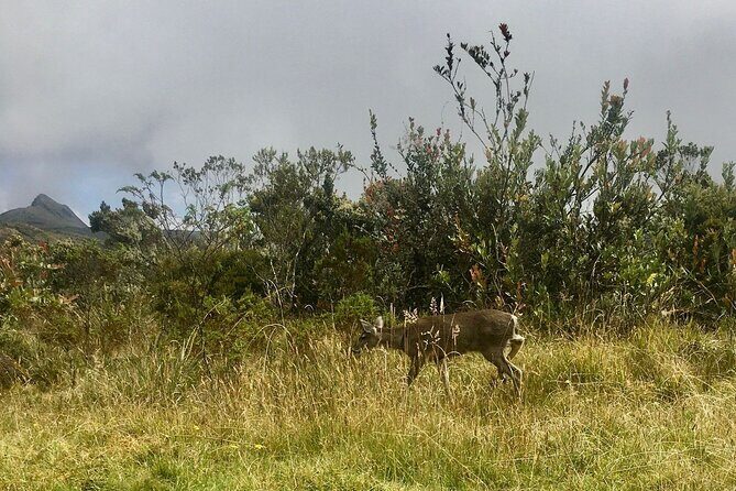 Chingaza National Park Day Tour from Bogotá: Andean Wilderness - Reserva Ecopalacio Chingaza: The Ceremony and the Trail