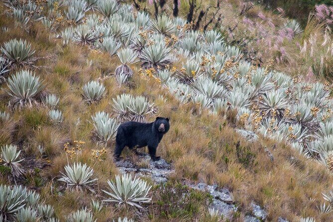 Chingaza Wildlife Páramo Adventure - Key points to know before you go