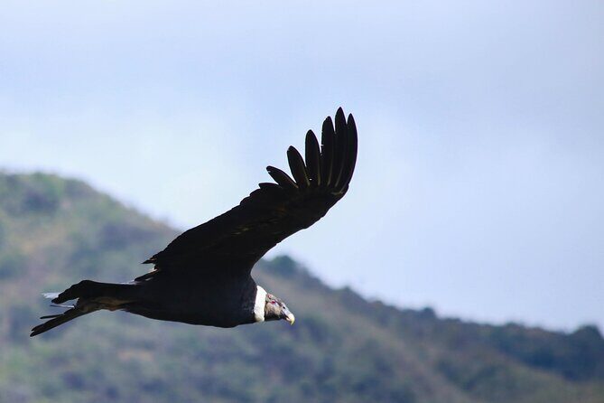 Chingaza Wildlife Páramo Adventure - Chingaza páramo: why this day feels special from the start