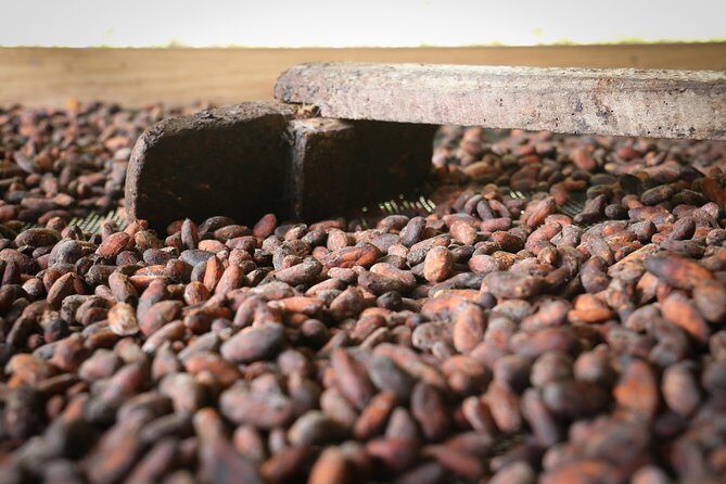 Chocolate & Coffee Farm Experience - The real draw: picking beans, not just looking at them