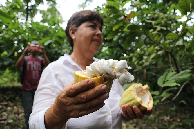 Chocolate & Coffee Farm Experience - Stop 1: Silvania coffee farm and the work behind tinto