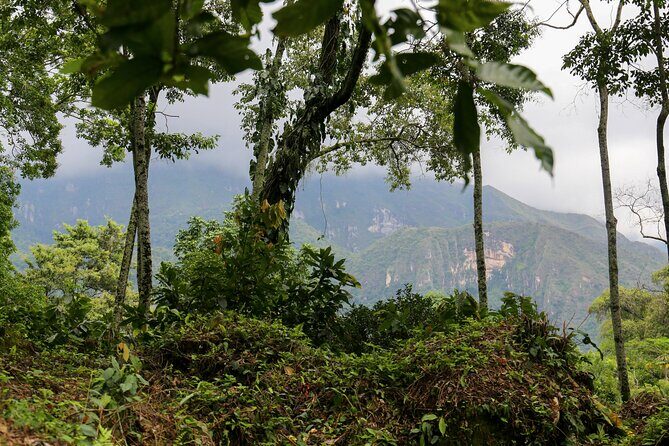 Chocolate & Coffee Farm Experience - Coffee + cacao tasting: how to make the most of it