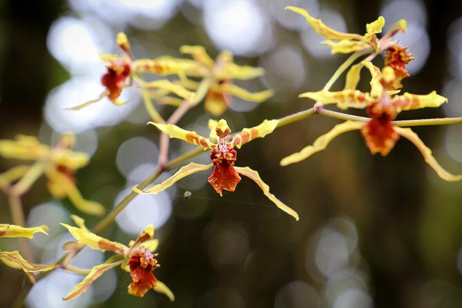 Cloud Forest & Waterfalls Half-Day Hike - Medicinal plants and the “why” behind what you see
