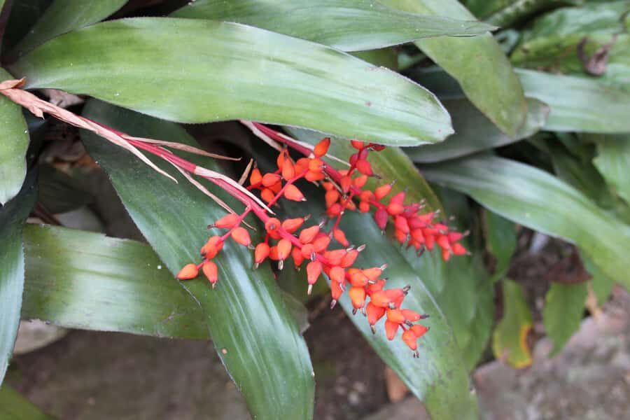 Coffee Experience: Hacienda Coloma Tour from Bogotá - Hotel Pickup and the Ride: what the trip adds (and what to prepare for)
