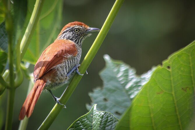 Coffee Lands Birdwatching (transport + guiding + lunch) - Key Highlights at a Glance