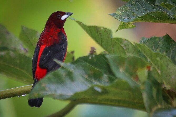 Coffee Lands Birdwatching (transport + guiding + lunch) - Shade-Grown Coffee Meets Birdwatching Near Bogotá