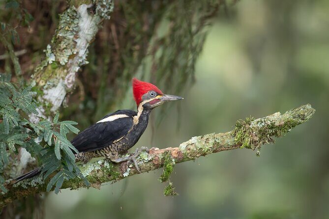 Coffee Lands Birdwatching (transport + guiding + lunch) - The Day’s Flow: Hotel Pickup, Forest Paths, and Coffee Learning