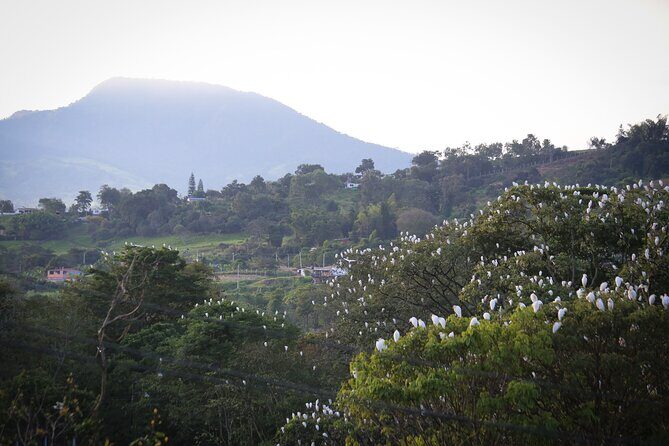 Coffee Lands Birdwatching (transport + guiding + lunch) - Weather Reality Check: 24°C Average and Light Rain Possible