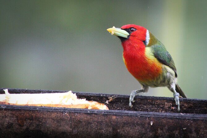 Coffee Lands Birdwatching (transport + guiding + lunch) - Guides Matter: Bilingual Support and the Juan and Pedro Factor