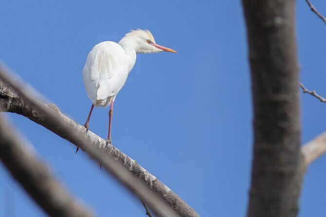 Coffee Lands Birdwatching (transport + guiding + lunch) - Price and Value: Why $118.75 Can Be a Fair Deal
