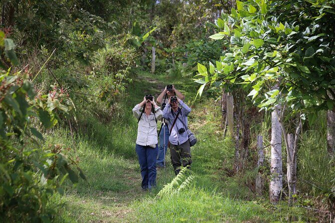 Coffee Lands Birdwatching (transport + guiding + lunch) - Who This Tour Suits Best