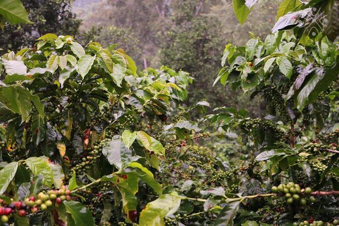 Coffee Paradise at El Paraiso - Experience from Bogota - Quick Hits