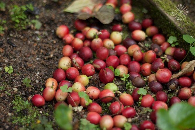 Coffee Paradise at El Paraiso - Experience from Bogota - Your First Cup at Arrival: How the Farm Sets the Tone