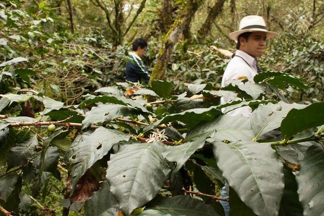 Coffee Paradise at El Paraiso - Experience from Bogota - Price and Value: Does $239 Make Sense for a 7-Hour Coffee Lesson?