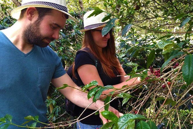 Coffee Plantation Tour From Bogota - Stop 3: Hacienda Coloma, coffee production from first steps to final product