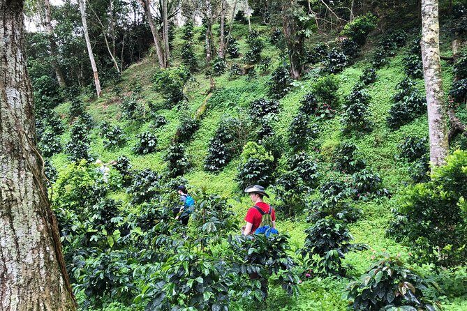 Coffee Tour Finca Jaguar - From cupping room to working farm: the long drive that actually pays off